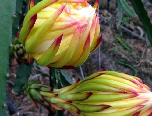 吃瓜霸王花视频图片高清,吃瓜霸王花，一场视觉盛宴的美食之旅