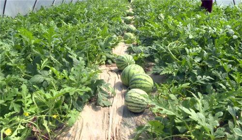 鄢陵吃瓜新闻最新消息视频,最新视频揭秘事件真相