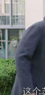 吃瓜群众土豆视频播放,吃瓜群众热议，热门播放内容盘点