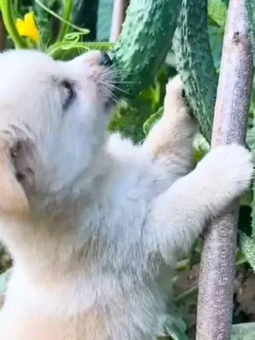 播放狗吃瓜搞笑视频大全,笑翻天！狗吃瓜搞笑视频大盘点