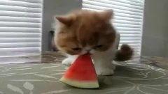 宠物吃瓜大赛视频播放,萌宠欢乐秀，瓜果谁主沉浮？