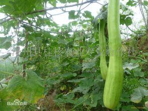 砍瓜怎么烙着吃呢视频,砍瓜烙制美味，家常烹饪新体验