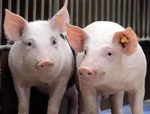 小猪吃瓜可爱视频下载,可爱视频下载引网友热议