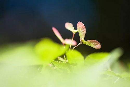 看花和吃瓜故事视频